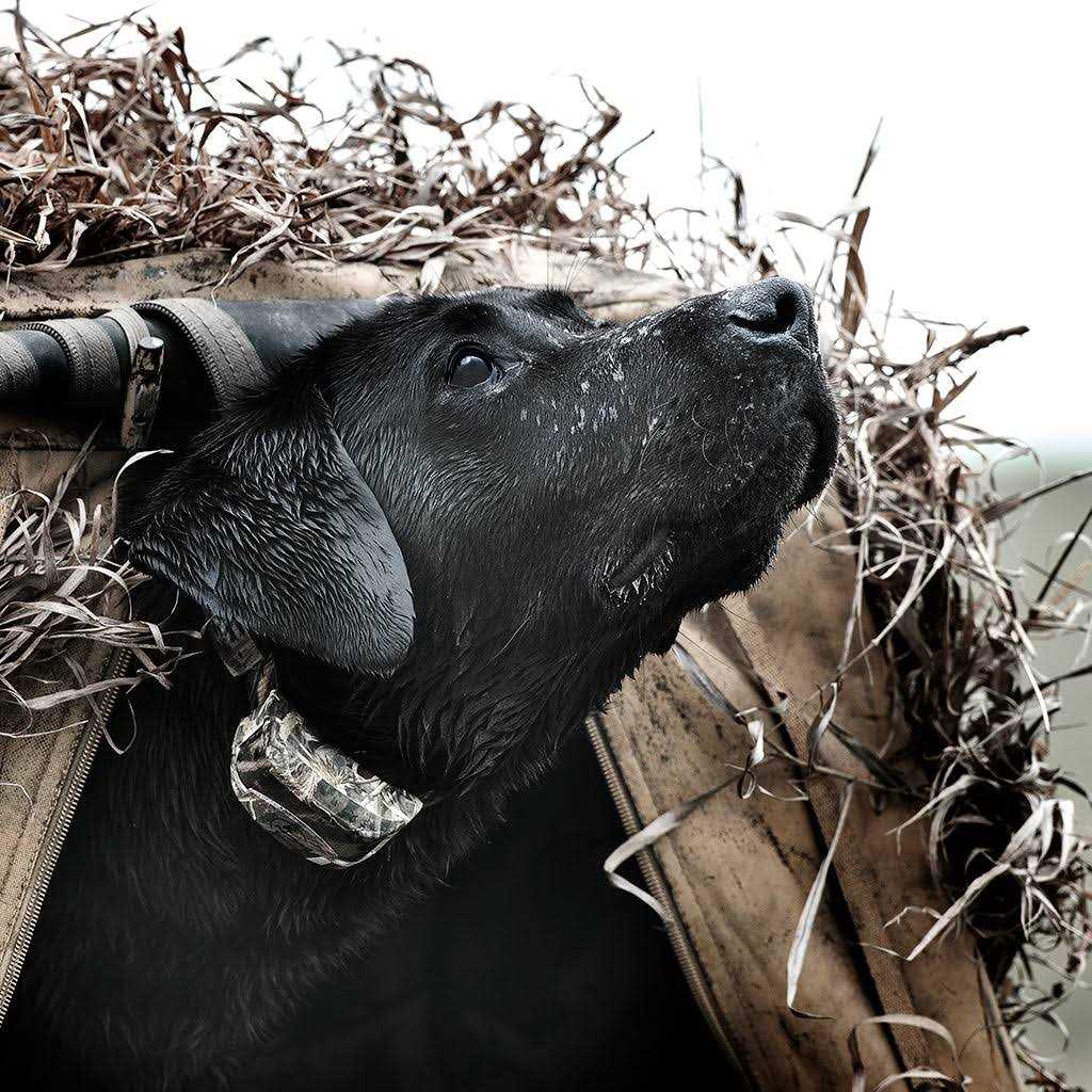 WetlandHunter 425X Pet Supplies P180140
