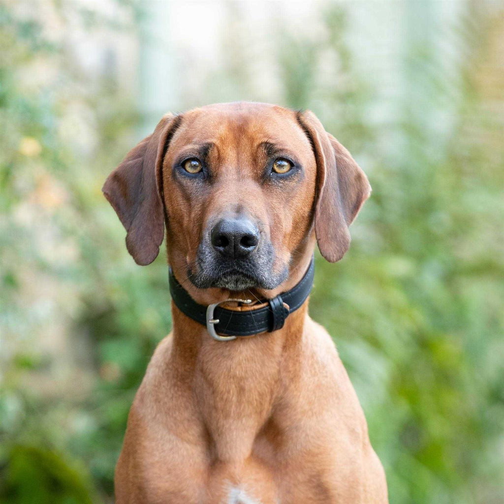 Padded Leather Dog Collar K722822