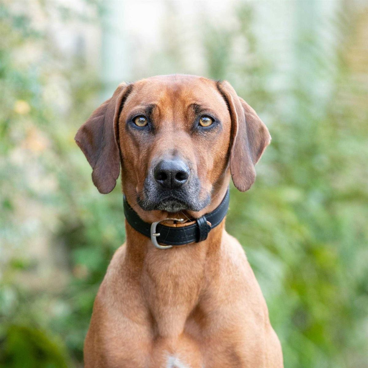 Padded Leather Dog Collar K722822