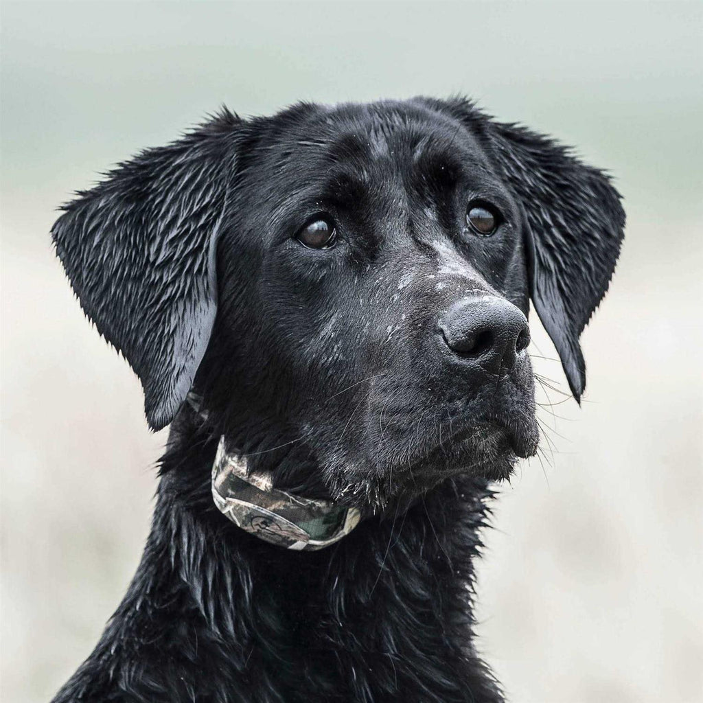 WetlandHunter 425X Pet Supplies P180140