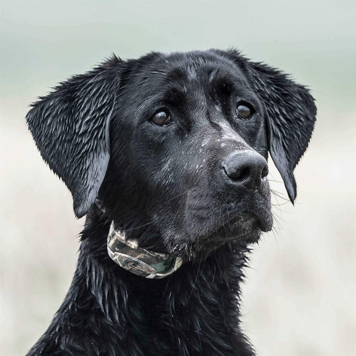 WetlandHunter 425X Pet Supplies P180140