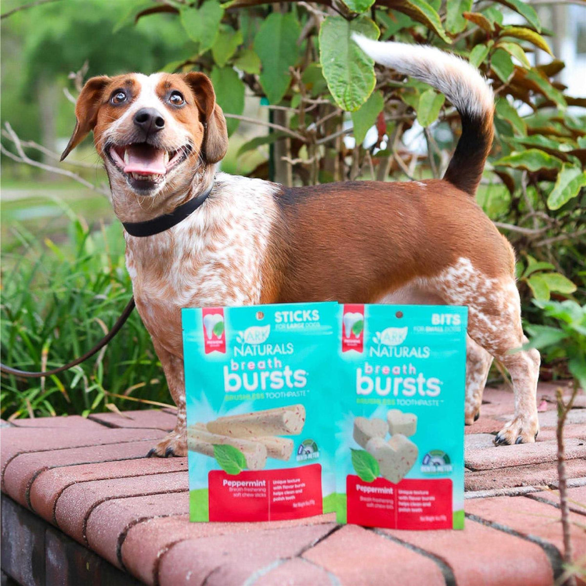 Dental Dog Treats D288